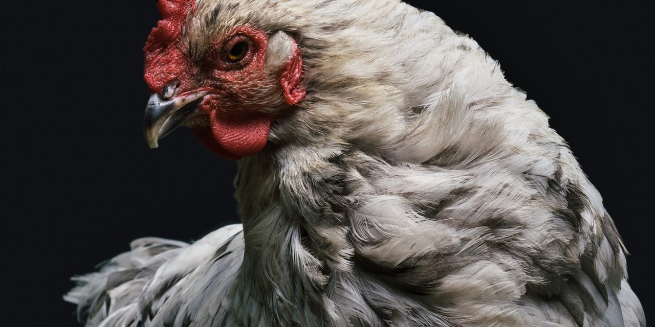 Is Your Chicken Recipe Worth $50,000