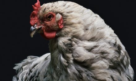 Is Your Chicken Recipe Worth $50,000