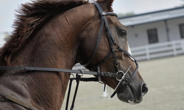 “A Sunday Horse”: This year’s heartwarming horse story