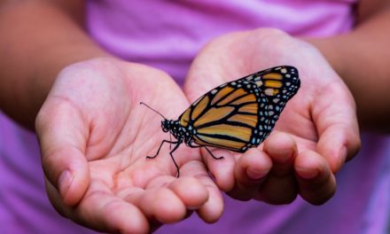 Disabled Reservations turn to Community Gardens