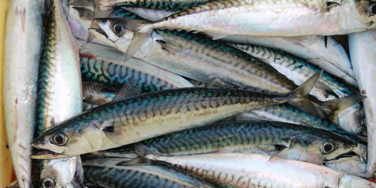 Thought You Knew Canned Fish? You Do not Know Mackerel