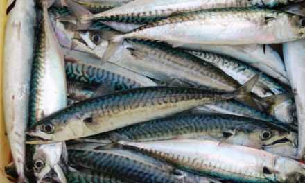 Thought You Knew Canned Fish? You Do not Know Mackerel