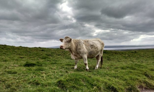 Cliffs Cottage: A Step More Towards Sustainability