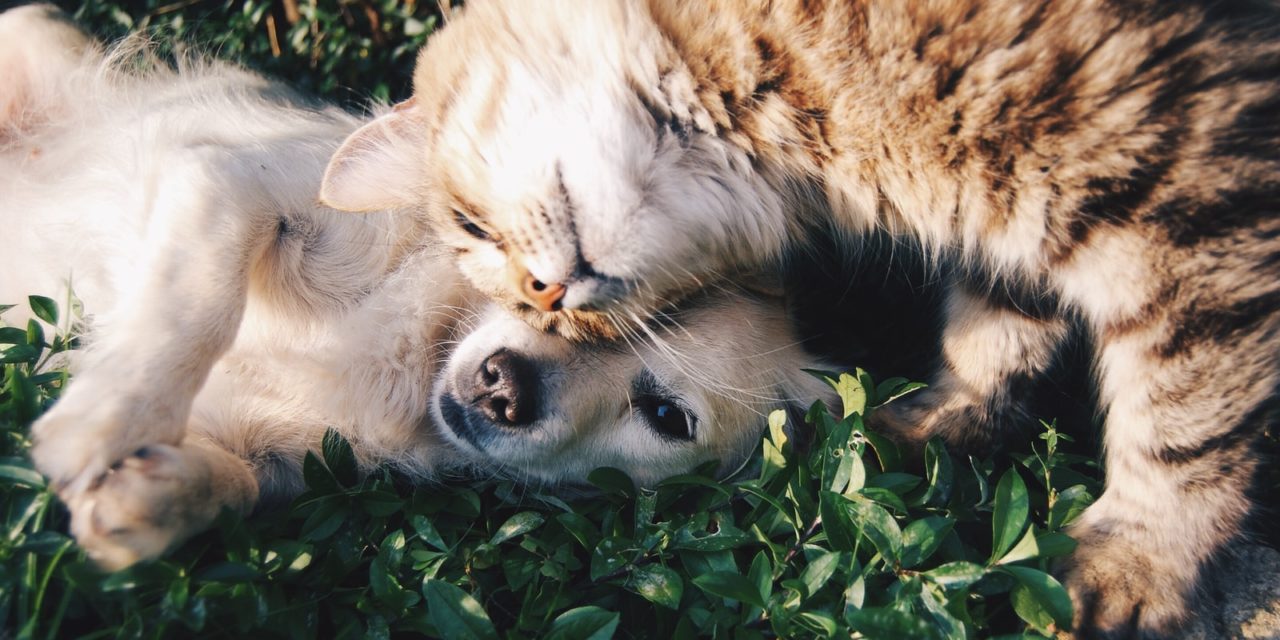 Feature-rich Dog Parks are Coming to Towns All Over America