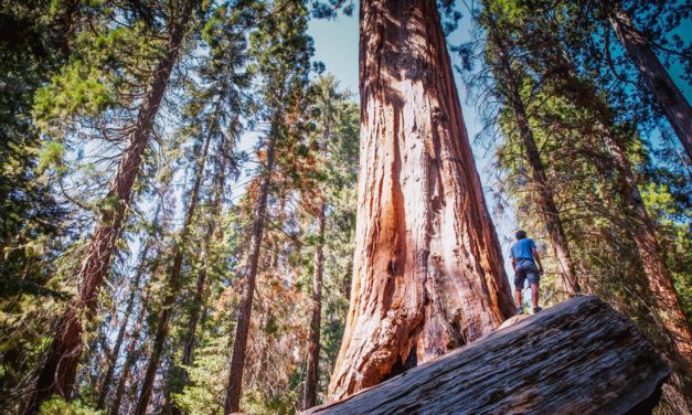 Big & Tall Men’s Fashion Arrives at Your Doorstep – Literally