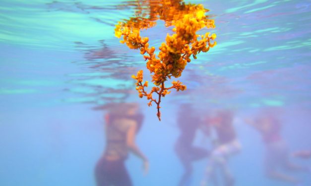 Take a vacation to Jamaica and indulge your senses