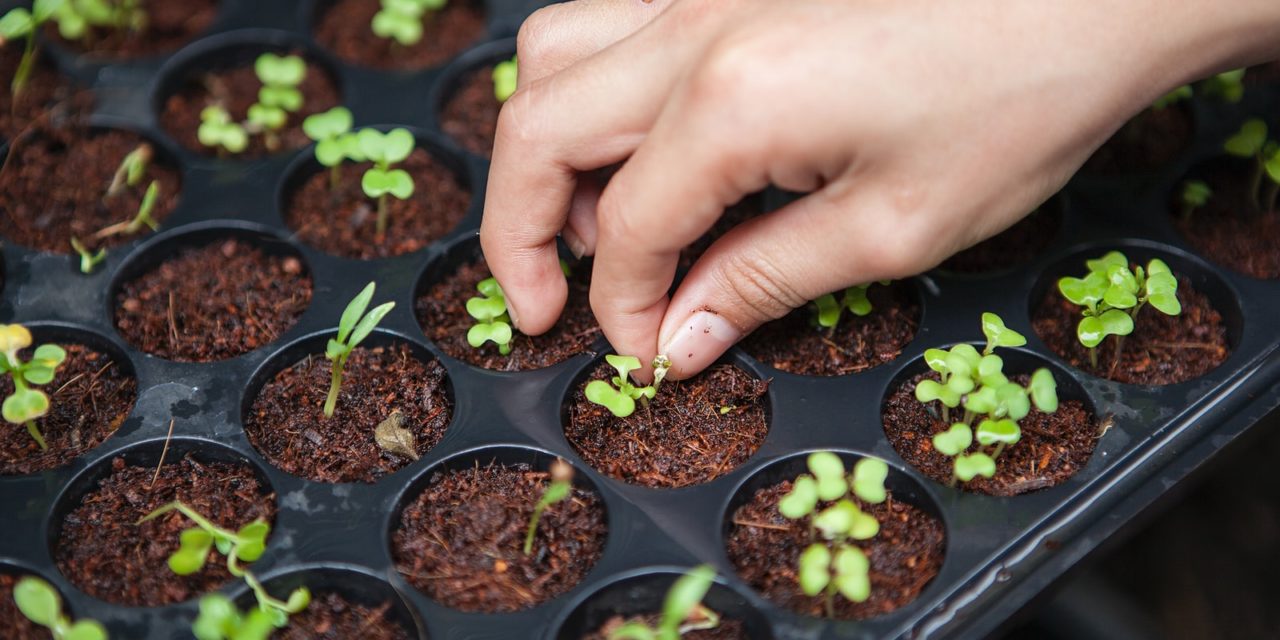 A new form of farming revolutionizes how we eat