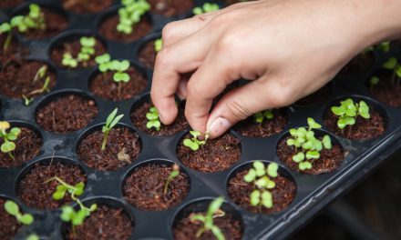 A new form of farming revolutionizes how we eat