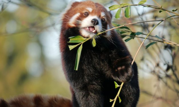 Seniors are at greater risk for anemia. Know the signs and symptoms