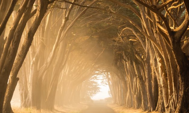 A path to a cleaner environment