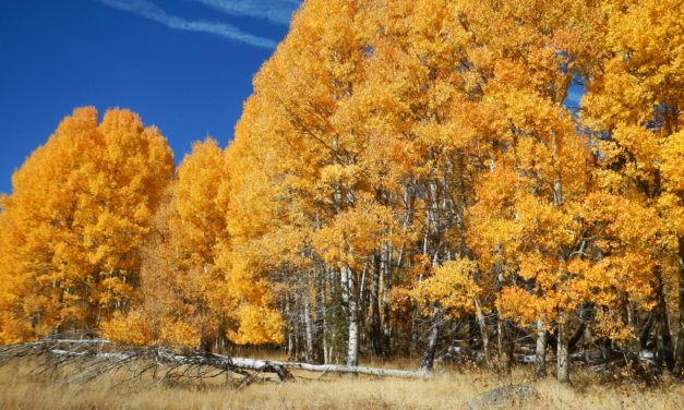 Bonati Procedures Offer Hope to Sciatica Pain Sufferers