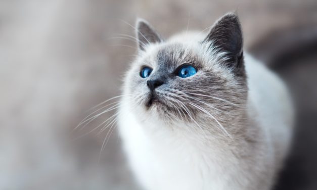 Tips to Keep Your Cat Happy and Healthy