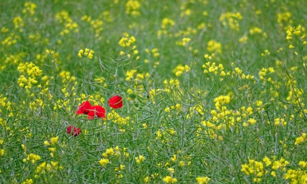 Asthma Control – It’s all in the Details