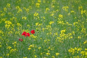 red flower on yellow flower field during daytime