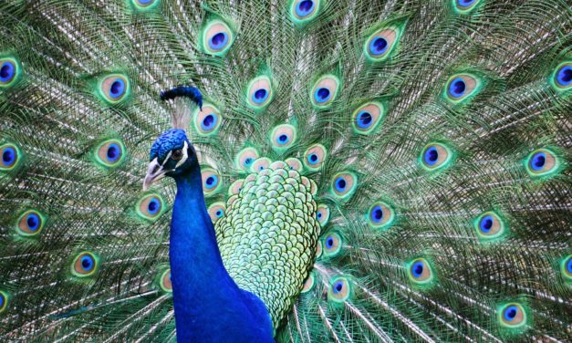 Say Hello to Peacock!