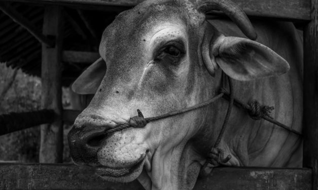 A Cow brings Hope for the Future