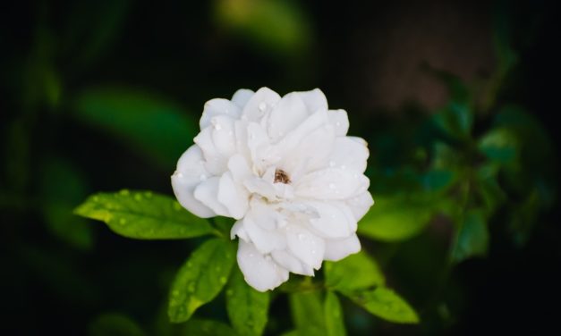 Engineers Love Sustainability