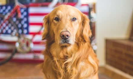 Send a Box of “Chocolates”For your dog this holiday