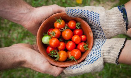 This truthful season, youth study agriculture’s {dollars} and cents