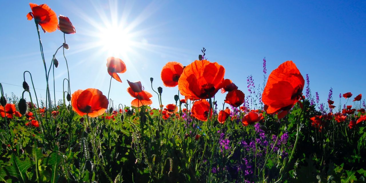 Poppy Day Honors Military Past & Present