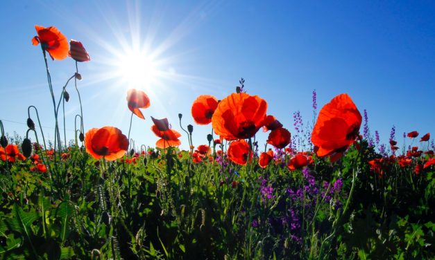 Poppy Day Honors Military Past & Present