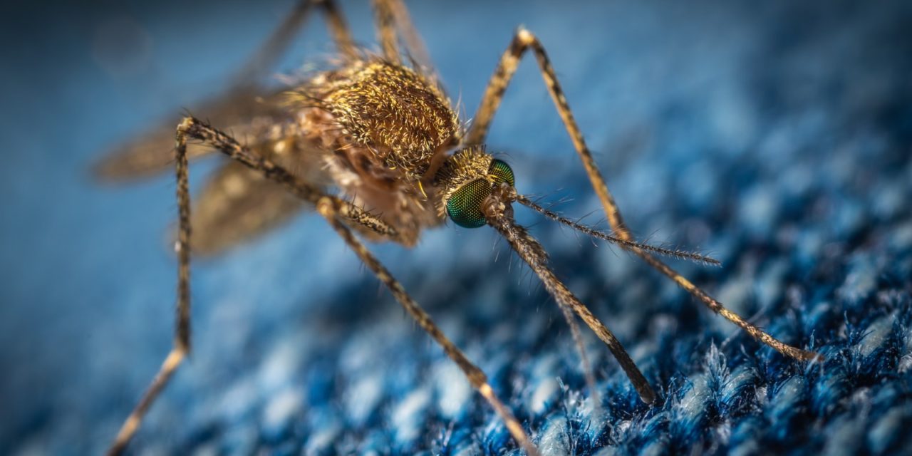 Get Concerned in Mosquito Prevention