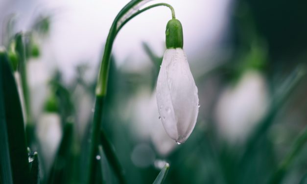 The Season of Auto Care is Spring