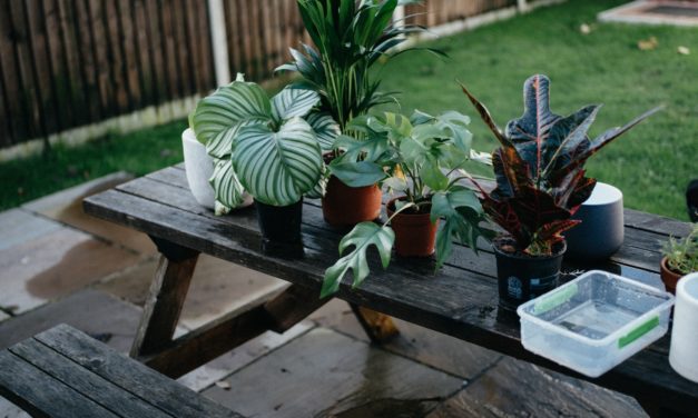 Gallup: More Americans Choose Chiropractic Care